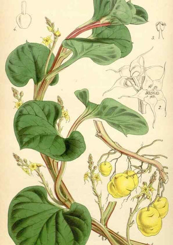 Reproducción/Reproduction 35121975961: Curtis's botanical magazine.. London ; New York [etc.] :Academic Press [etc.]