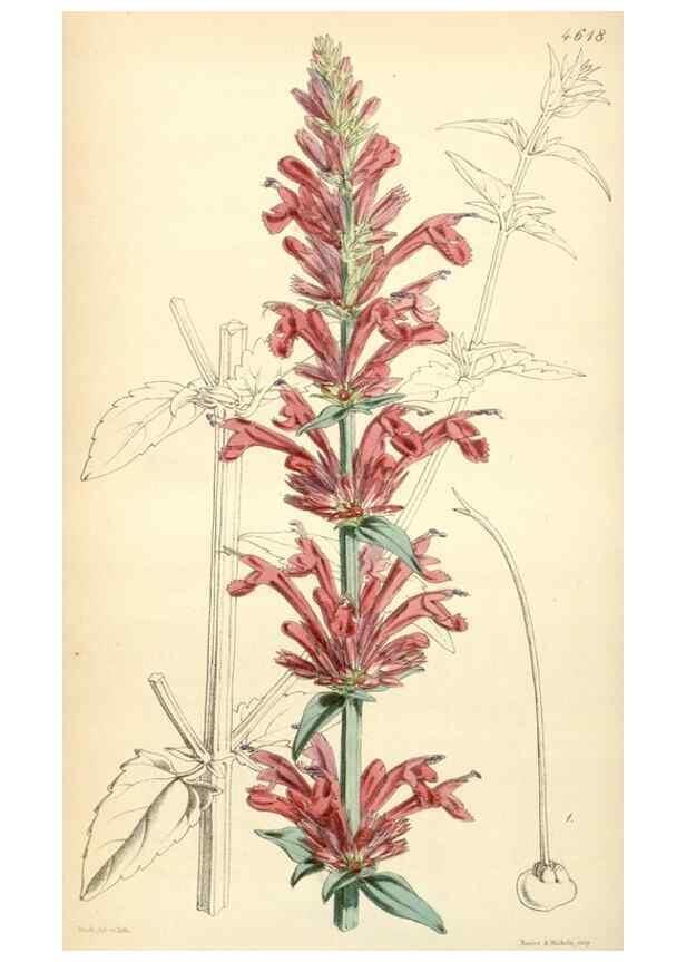 Reproducción/Reproduction 34407903484: Curtis's botanical magazine.. London ; New York [etc.] :Academic Press [etc.]