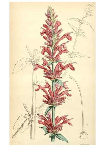 Reproducción/Reproduction 34407903484: Curtis's botanical magazine.. London ; New York [etc.] :Academic Press [etc.]