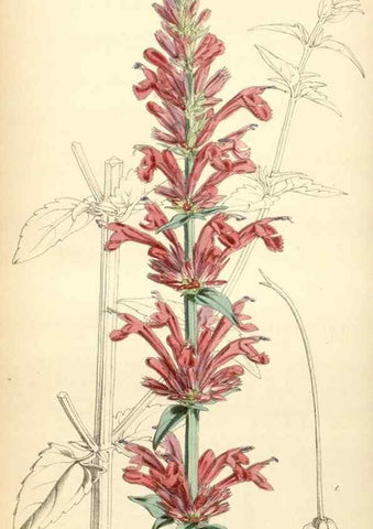 Reproducción/Reproduction 34407903484: Curtis's botanical magazine.. London ; New York [etc.] :Academic Press [etc.]