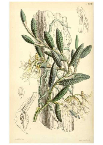 Reproducción/Reproduction 34407906634: Curtis's botanical magazine.. London ; New York [etc.] :Academic Press [etc.]
