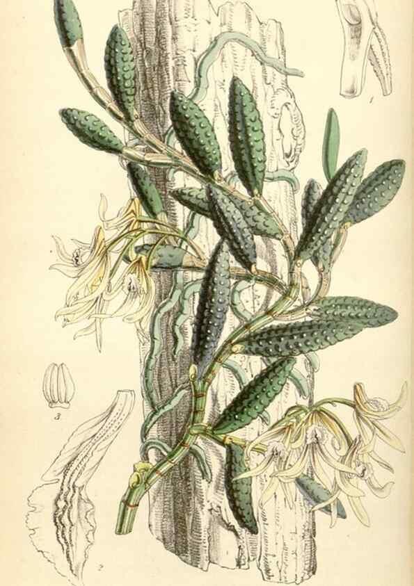 Reproducción/Reproduction 34407906634: Curtis's botanical magazine.. London ; New York [etc.] :Academic Press [etc.]