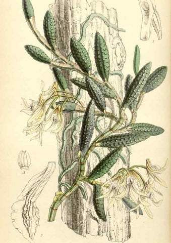 Reproducción/Reproduction 34407906634: Curtis's botanical magazine.. London ; New York [etc.] :Academic Press [etc.]