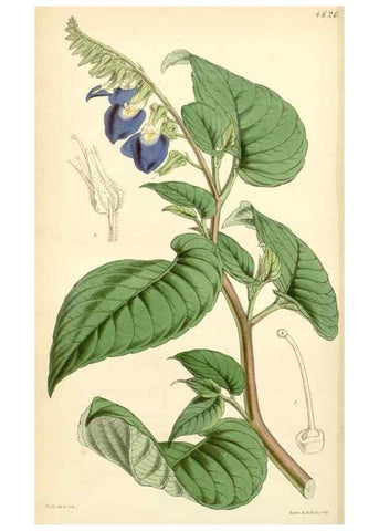 Reproducción/Reproduction 34442821943: Curtis's botanical magazine.. London ; New York [etc.] :Academic Press [etc.]