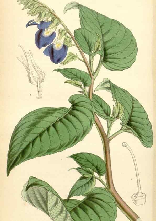 Reproducción/Reproduction 34442821943: Curtis's botanical magazine.. London ; New York [etc.] :Academic Press [etc.]