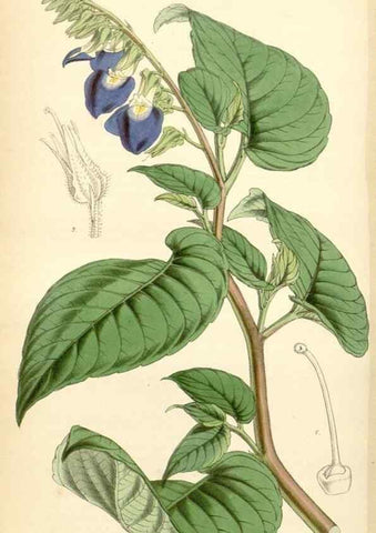 Reproducción/Reproduction 34442821943: Curtis's botanical magazine.. London ; New York [etc.] :Academic Press [etc.]