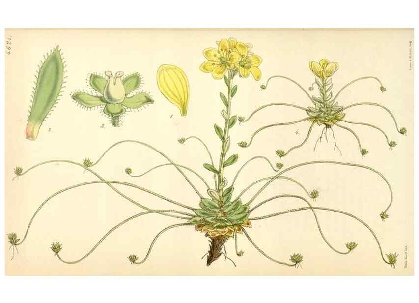 Reproducción/Reproduction 34407912914: Curtis's botanical magazine.. London ; New York [etc.] :Academic Press [etc.]