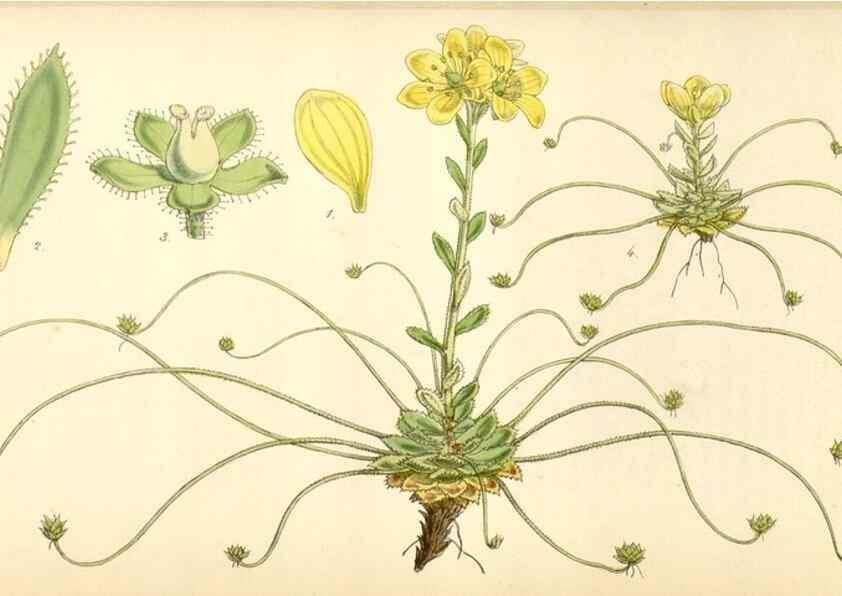 Reproducción/Reproduction 34407912914: Curtis's botanical magazine.. London ; New York [etc.] :Academic Press [etc.]