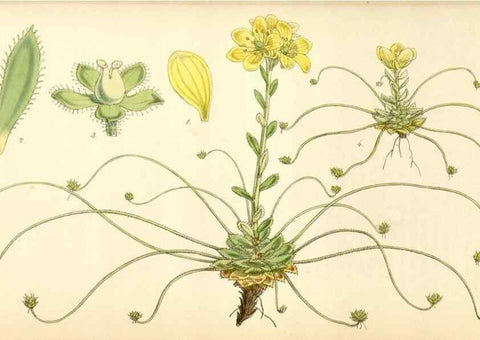 Reproducción/Reproduction 34407912914: Curtis's botanical magazine.. London ; New York [etc.] :Academic Press [etc.]