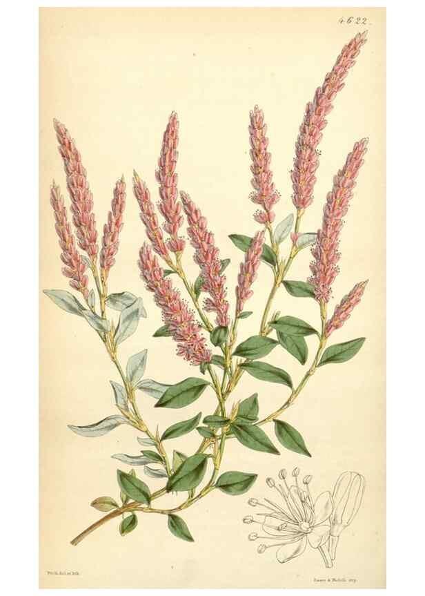 Reproducción/Reproduction 34407915274: Curtis's botanical magazine.. London ; New York [etc.] :Academic Press [etc.]