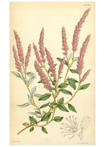 Reproducción/Reproduction 34407915274: Curtis's botanical magazine.. London ; New York [etc.] :Academic Press [etc.]