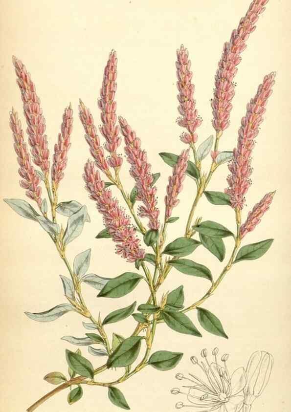 Reproducción/Reproduction 34407915274: Curtis's botanical magazine.. London ; New York [etc.] :Academic Press [etc.]