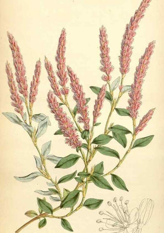 Reproducción/Reproduction 34407915274: Curtis's botanical magazine.. London ; New York [etc.] :Academic Press [etc.]