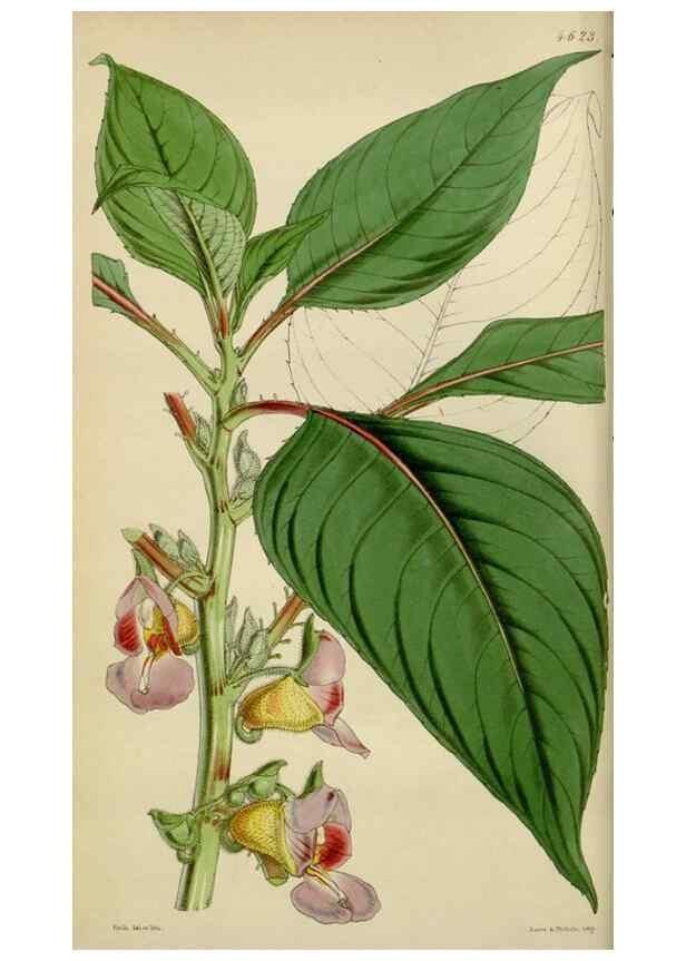 Reproducción/Reproduction 35122127551: Curtis's botanical magazine.. London ; New York [etc.] :Academic Press [etc.]