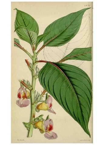 Reproducción/Reproduction 35122127551: Curtis's botanical magazine.. London ; New York [etc.] :Academic Press [etc.]