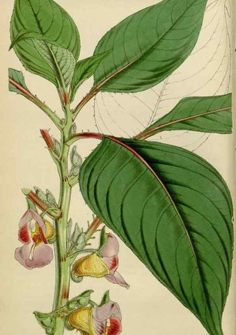 Reproducción/Reproduction 35122127551: Curtis's botanical magazine.. London ; New York [etc.] :Academic Press [etc.]