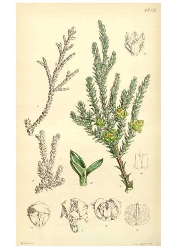 Reproducción/Reproduction 34407895504: Curtis's botanical magazine.. London ; New York [etc.] :Academic Press [etc.]