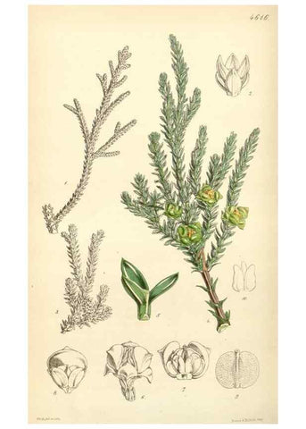 Reproducción/Reproduction 34407895504: Curtis's botanical magazine.. London ; New York [etc.] :Academic Press [etc.]