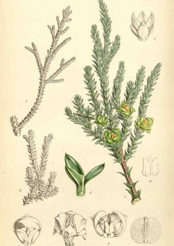 Reproducción/Reproduction 34407895504: Curtis's botanical magazine.. London ; New York [etc.] :Academic Press [etc.]