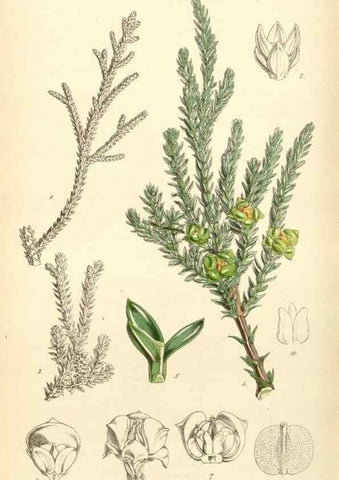 Reproducción/Reproduction 34407895504: Curtis's botanical magazine.. London ; New York [etc.] :Academic Press [etc.]