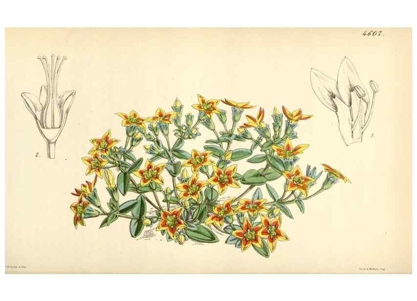 Reproducción/Reproduction 35251653515: Curtis's botanical magazine.. London ; New York [etc.] :Academic Press [etc.]