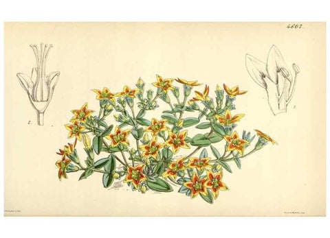 Reproducción/Reproduction 35251653515: Curtis's botanical magazine.. London ; New York [etc.] :Academic Press [etc.]