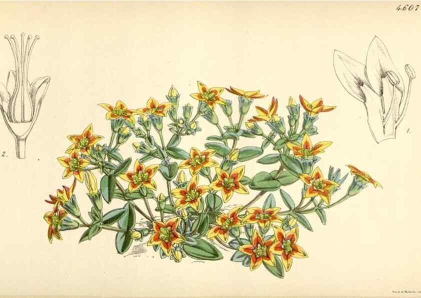 Reproducción/Reproduction 35251653515: Curtis's botanical magazine.. London ; New York [etc.] :Academic Press [etc.]