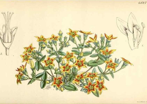 Reproducción/Reproduction 35251653515: Curtis's botanical magazine.. London ; New York [etc.] :Academic Press [etc.]