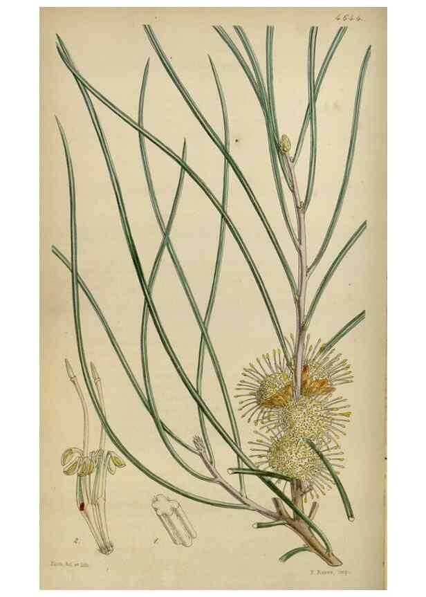 Reproducción/Reproduction 34408071954: Curtis's botanical magazine.. London ; New York [etc.] :Academic Press [etc.]