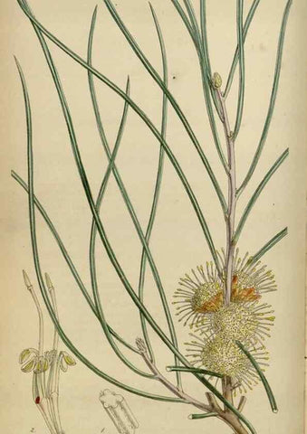 Reproducción/Reproduction 34408071954: Curtis's botanical magazine.. London ; New York [etc.] :Academic Press [etc.]
