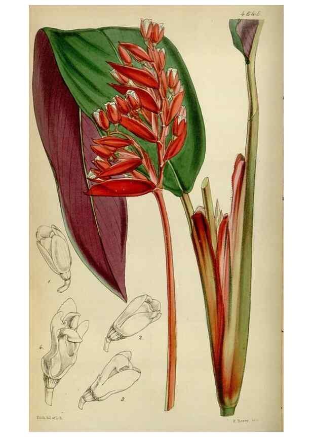 Reproducción/Reproduction 35122206421: Curtis's botanical magazine.. London ; New York [etc.] :Academic Press [etc.]