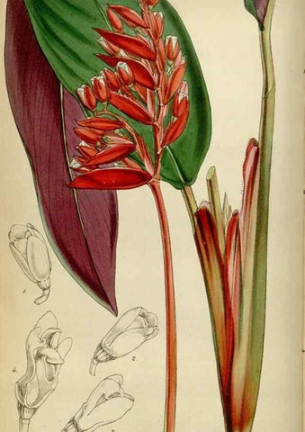 Reproducción/Reproduction 35122206421: Curtis's botanical magazine.. London ; New York [etc.] :Academic Press [etc.]