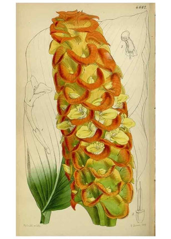 Reproducción/Reproduction 35212081676: Curtis's botanical magazine.. London ; New York [etc.] :Academic Press [etc.]