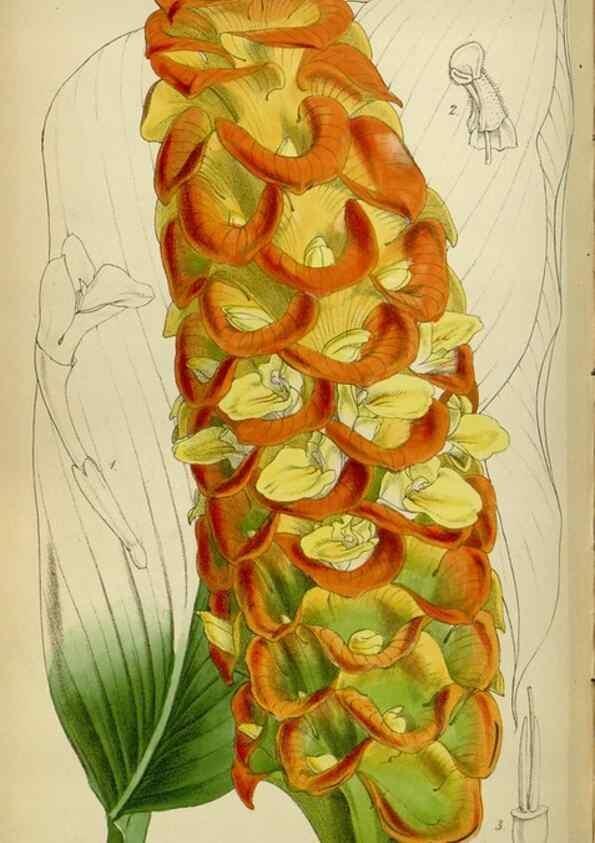 Reproducción/Reproduction 35212081676: Curtis's botanical magazine.. London ; New York [etc.] :Academic Press [etc.]