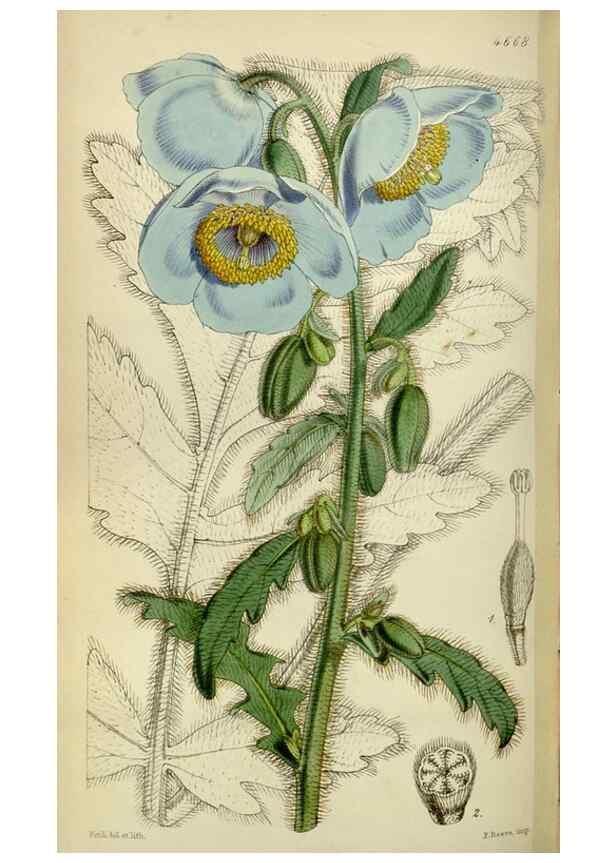 Reproducción/Reproduction 34443012153: Curtis's botanical magazine.. London ; New York [etc.] :Academic Press [etc.]