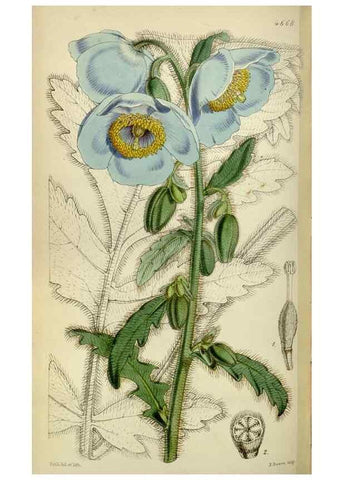 Reproducción/Reproduction 34443012153: Curtis's botanical magazine.. London ; New York [etc.] :Academic Press [etc.]