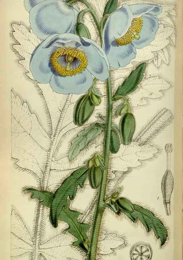Reproducción/Reproduction 34443012153: Curtis's botanical magazine.. London ; New York [etc.] :Academic Press [etc.]