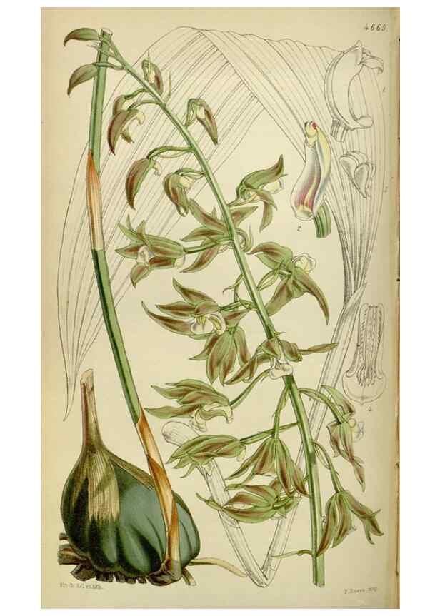 Reproducción/Reproduction 34408128124: Curtis's botanical magazine.. London ; New York [etc.] :Academic Press [etc.]