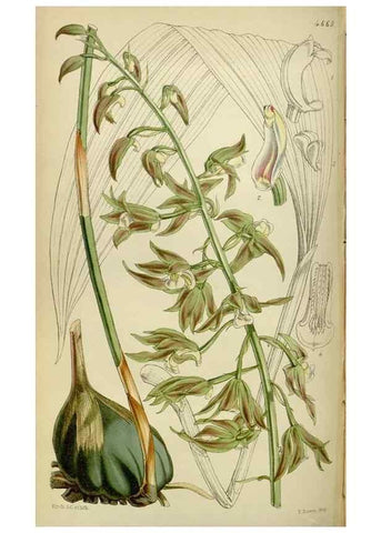 Reproducción/Reproduction 34408128124: Curtis's botanical magazine.. London ; New York [etc.] :Academic Press [etc.]