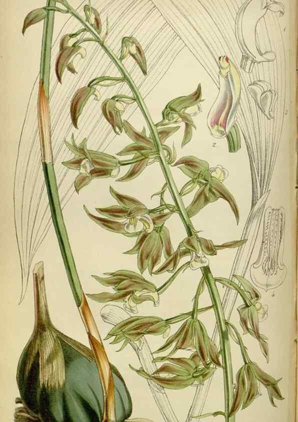 Reproducción/Reproduction 34408128124: Curtis's botanical magazine.. London ; New York [etc.] :Academic Press [etc.]