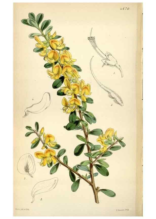Reproducción/Reproduction 34408131454: Curtis's botanical magazine.. London ; New York [etc.] :Academic Press [etc.]