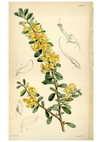 Reproducción/Reproduction 34408131454: Curtis's botanical magazine.. London ; New York [etc.] :Academic Press [etc.]