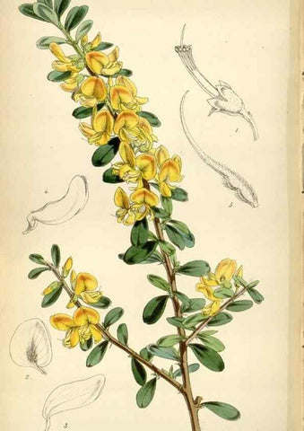 Reproducción/Reproduction 34408131454: Curtis's botanical magazine.. London ; New York [etc.] :Academic Press [etc.]