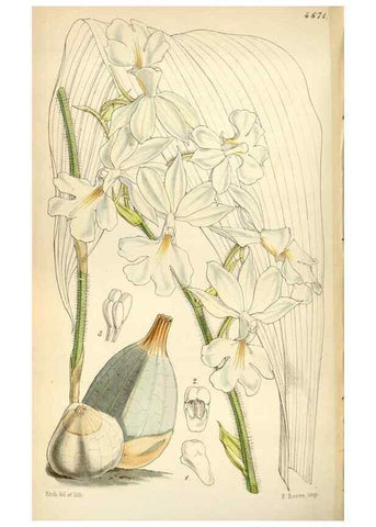 Reproducción/Reproduction 34408134444: Curtis's botanical magazine.. London ; New York [etc.] :Academic Press [etc.]