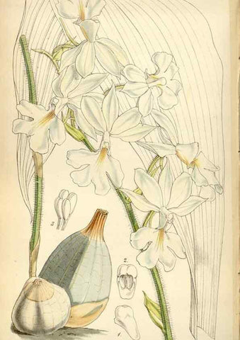 Reproducción/Reproduction 34408134444: Curtis's botanical magazine.. London ; New York [etc.] :Academic Press [etc.]