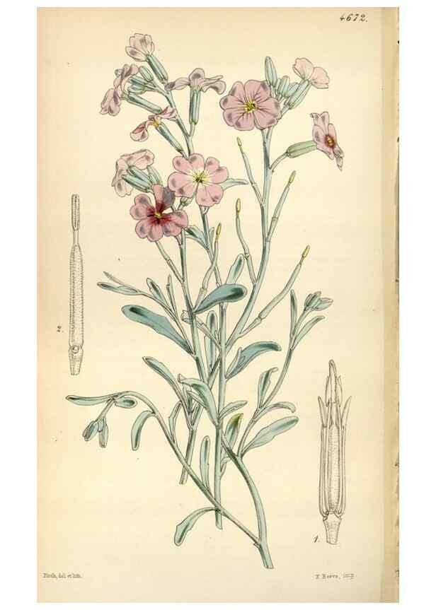 Reproducción/Reproduction 34408137584: Curtis's botanical magazine.. London ; New York [etc.] :Academic Press [etc.]