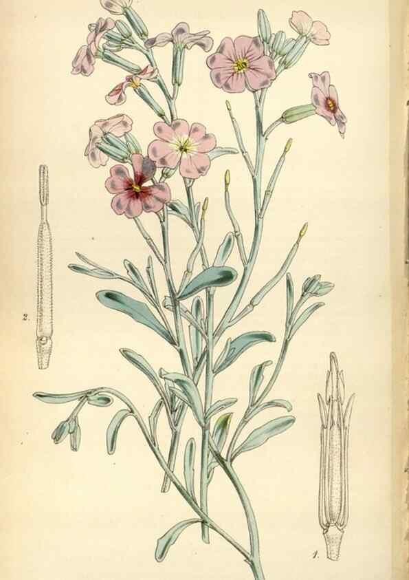 Reproducción/Reproduction 34408137584: Curtis's botanical magazine.. London ; New York [etc.] :Academic Press [etc.]