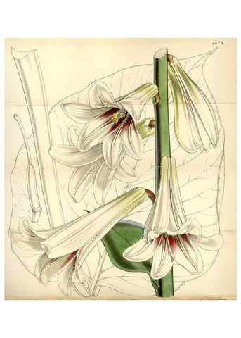 Reproducción/Reproduction 34408140464: Curtis's botanical magazine.. London ; New York [etc.] :Academic Press [etc.]
