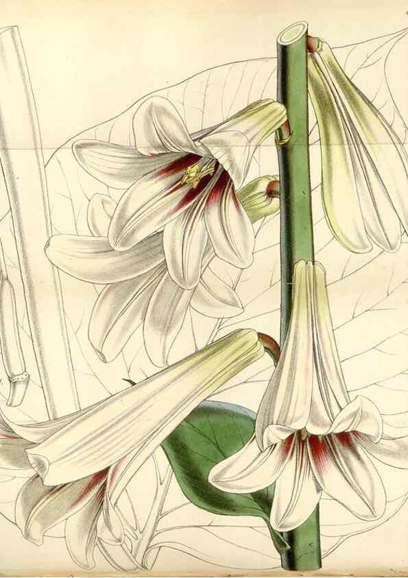 Reproducción/Reproduction 34408140464: Curtis's botanical magazine.. London ; New York [etc.] :Academic Press [etc.]
