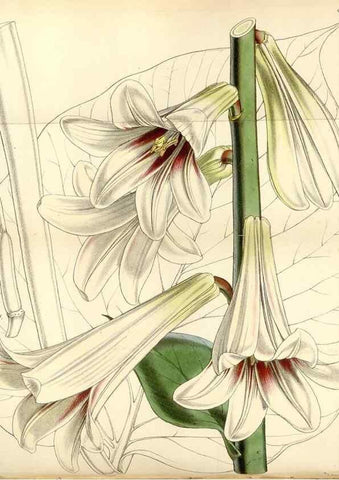 Reproducción/Reproduction 34408140464: Curtis's botanical magazine.. London ; New York [etc.] :Academic Press [etc.]